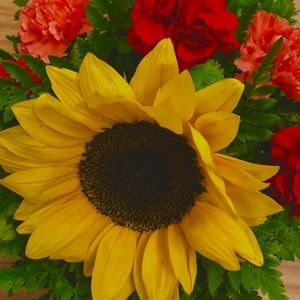 Meet your Posher, Daisy